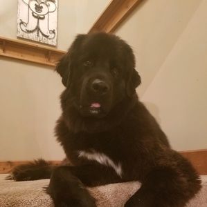 Meet your Posher, Heidi